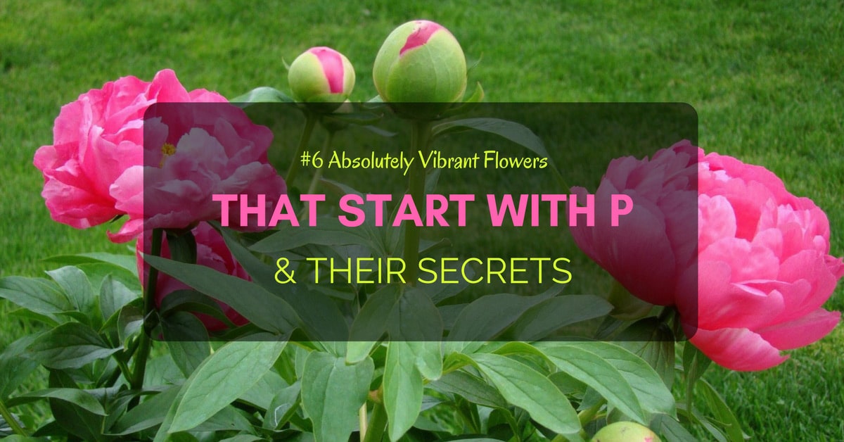 6 absolutely vibrant flowers that start with p their secrets 6 absolutely vibrant flowers that start with p their secrets