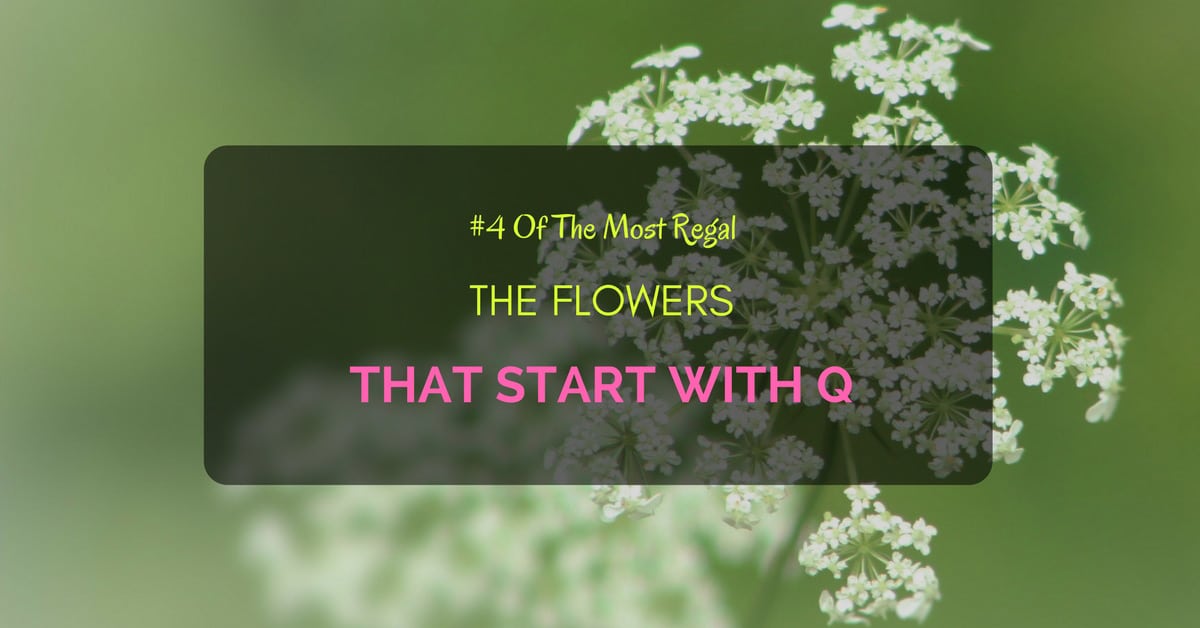 Flowers start with Q