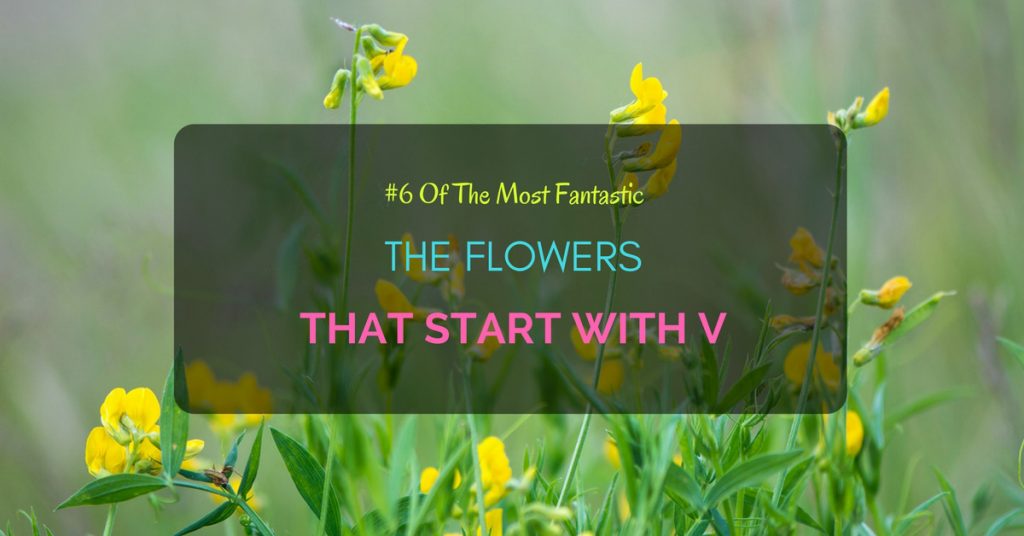 FlowersstartwithV Grow Gardener Blog