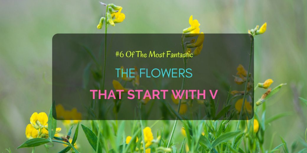 Flowers-start-with-V