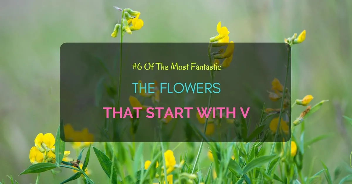 Flowers start with V