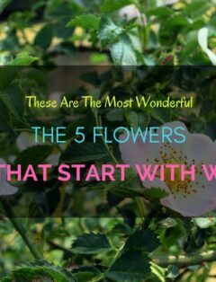 Flowers start with W
