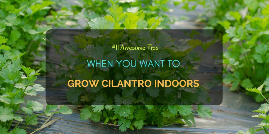 11 Awesome Tips When You Want To Grow Cilantro Indoors