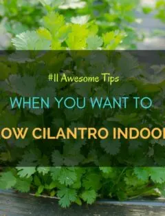Grow Cilantro