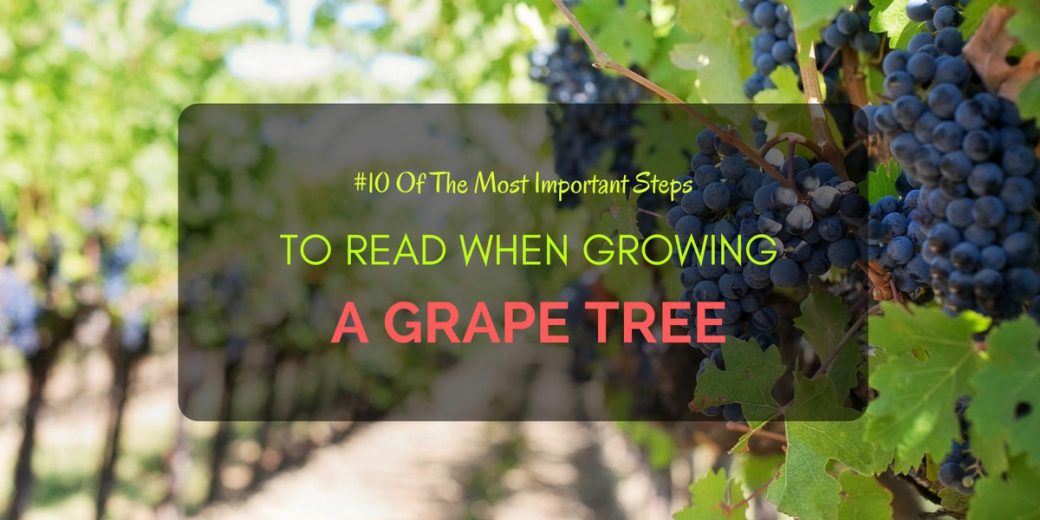 Growing-A-Grape-Tree-2