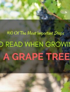 Growing A Grape Tree 2