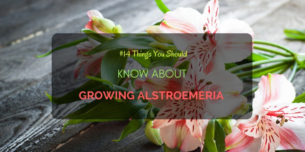Growing-Alstroemeria