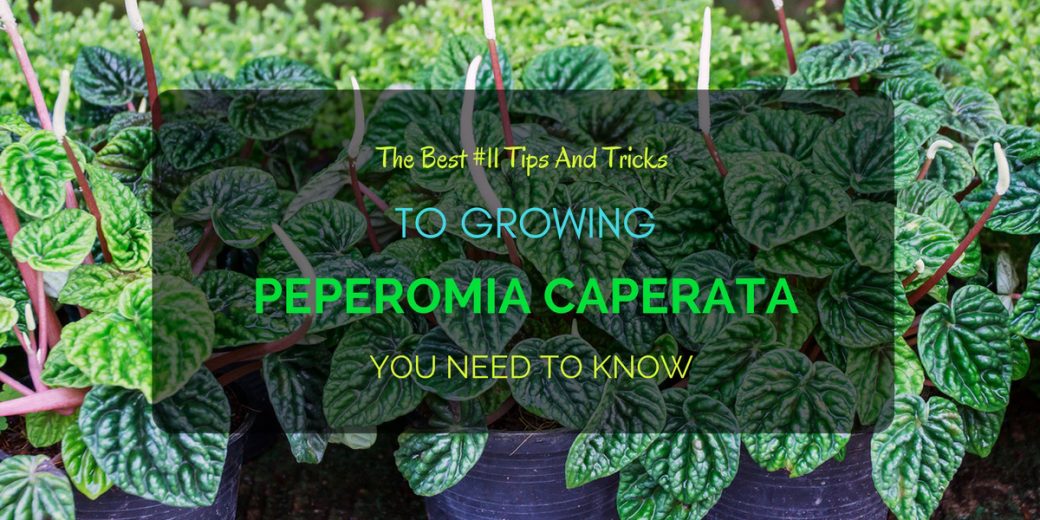 Growing-Peperomia-Caperata-(1)