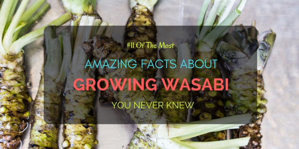 Growing-Wasabi