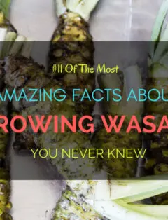 Growing Wasabi