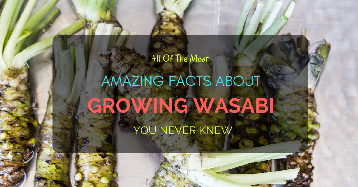 11 Of The Most Amazing Facts About Growing Wasabi You Never Knew