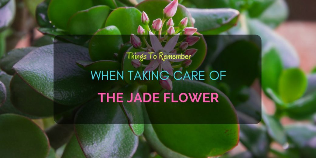 jade flower remember taking care things when
