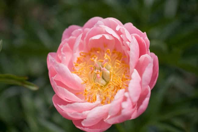 Peony, Abalone Pearl - Coral Flower