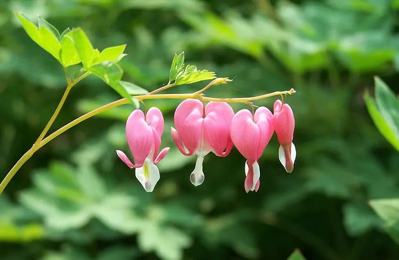 Bleeding Flower Heart: Lamprocapnos