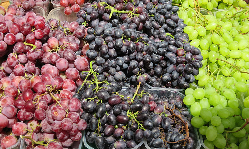 Growing A Grape Tree