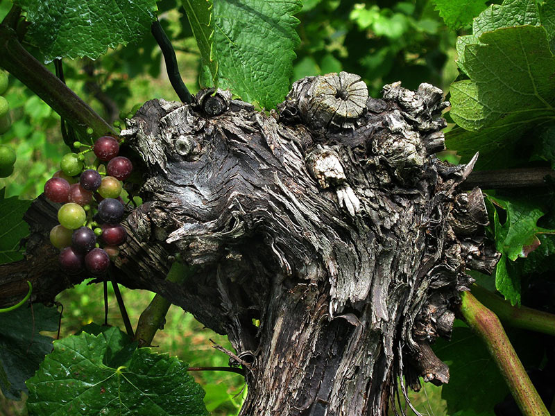 Growing A Grape Tree