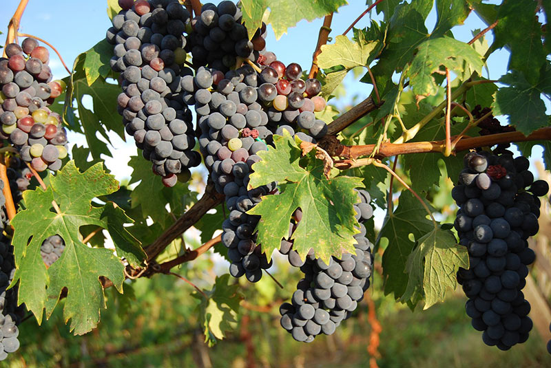 Growing A Grape Tree