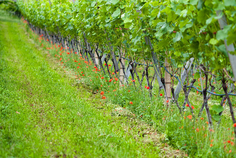 Growing A Grape Tree