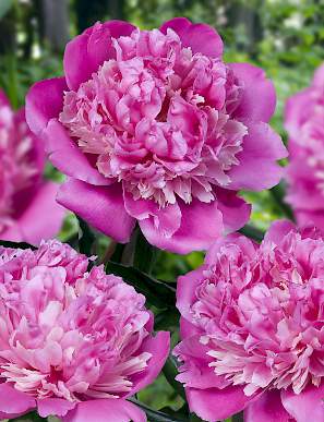 Peony Philomele - Coral Flower