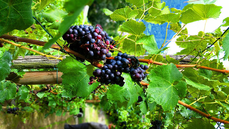 Growing A Grape Tree