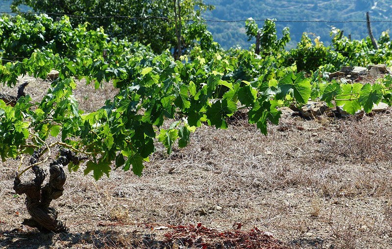Growing A Grape Tree
