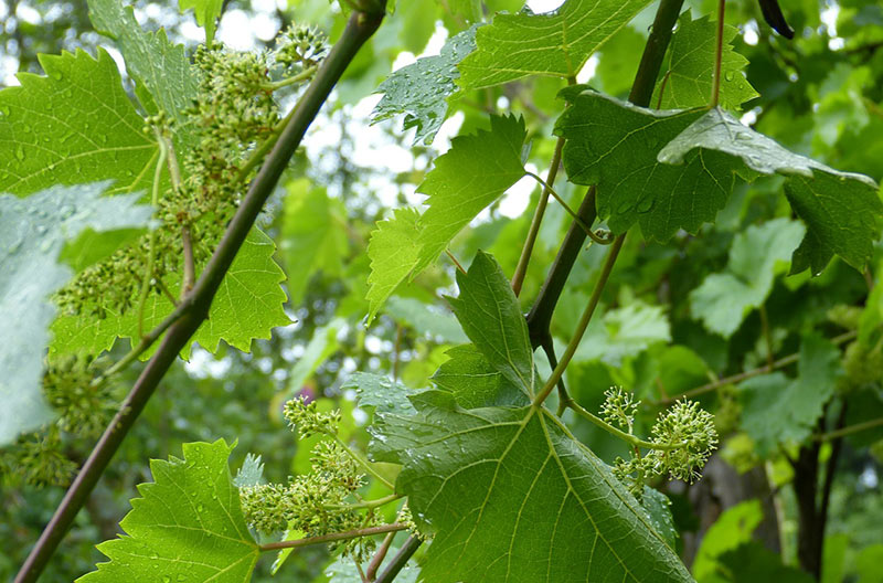 Growing A Grape Tree