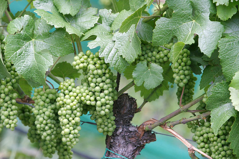 Growing A Grape Tree