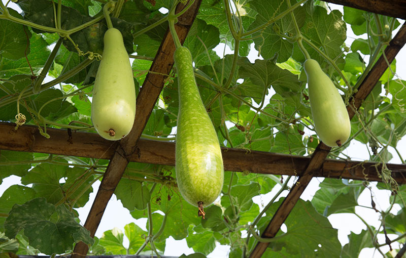 Are Gourds Edible
