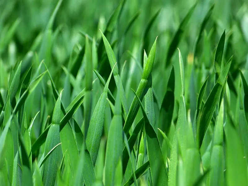Best Fertilizer For Green Grass