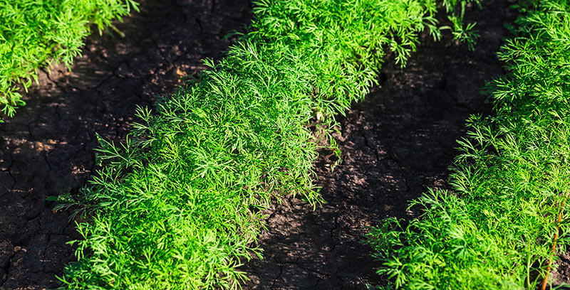 How To Dry Dill