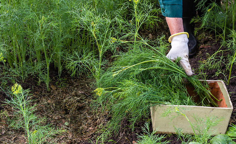 How To Dry Dill