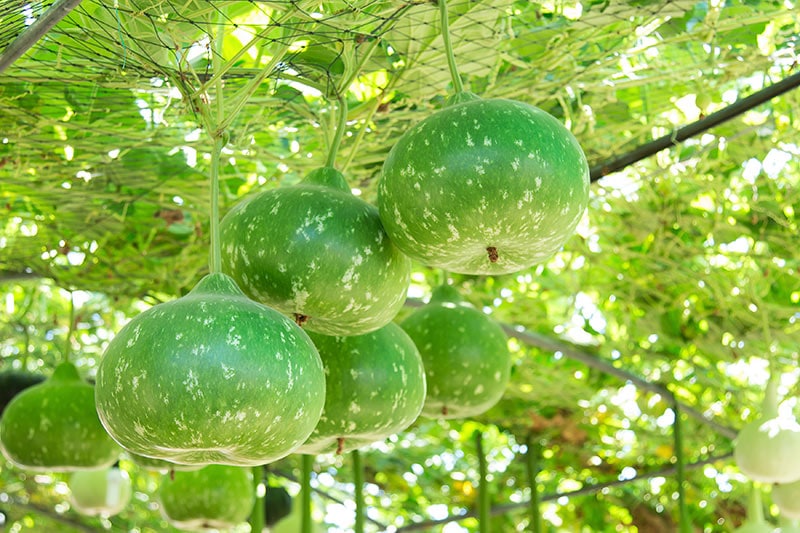 Are Gourds Edible