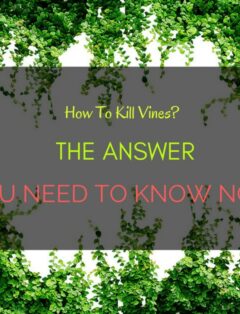Kill Vines