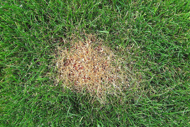 Best Fertilizer For Green Grass