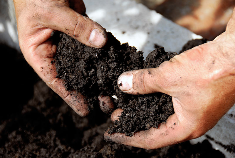 Organic Matter - How to Fertilize Onions