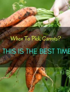 When To Pick Carrots