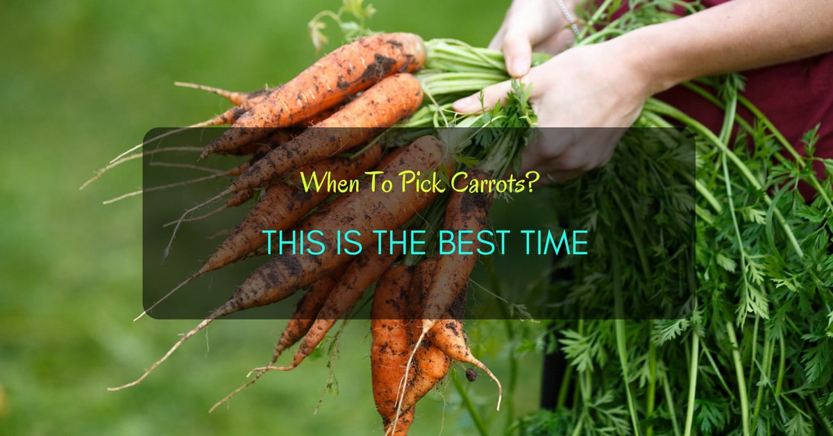 When To Pick Carrots This Is The Best Time