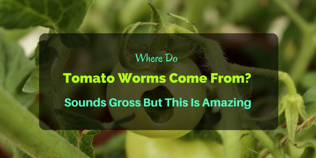 Tomato-Worms