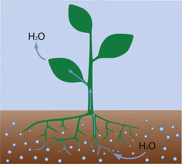 why do plants need water brainly