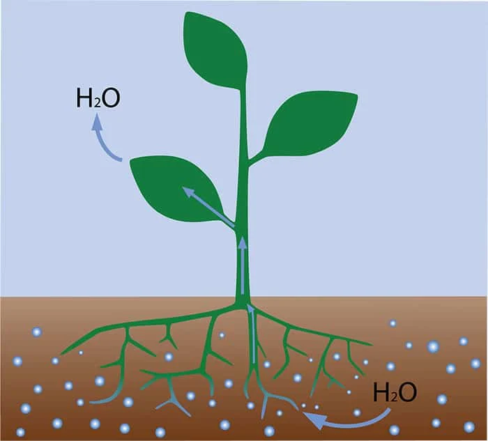 why do plants need water brainly