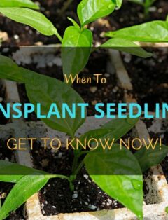 When To Transplant Seedlings