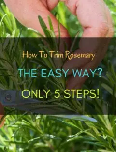 Trim Rosemary