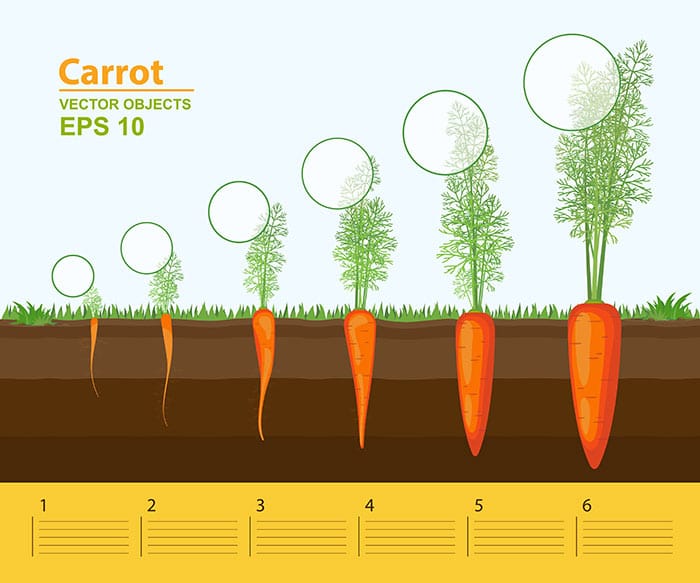 When to Pick Carrots