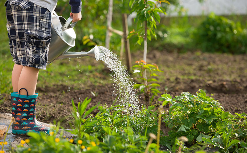Why Do Plants Need Water
