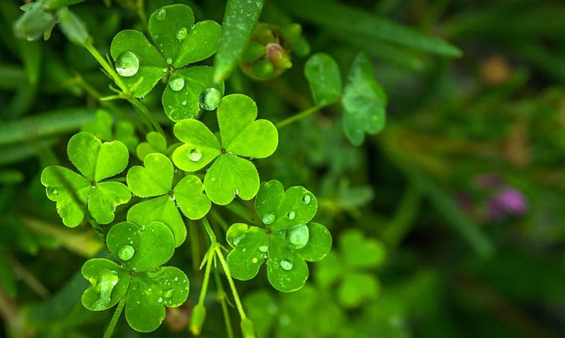 how to remove clover from lawn by hand