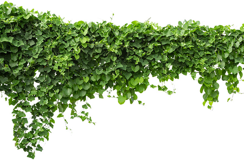 How To Kill Vines? The Answer You Need To Know Now!