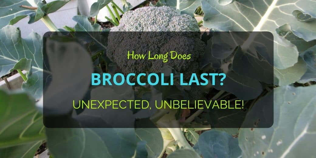 Broccoli