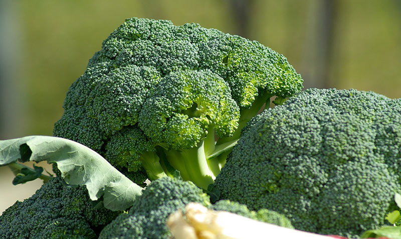 How Long Does Broccoli Last
