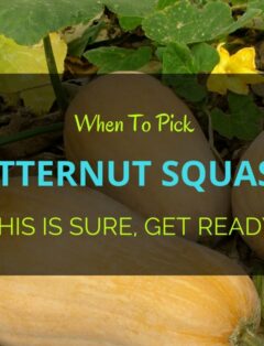 When To Pick Butternut Squash