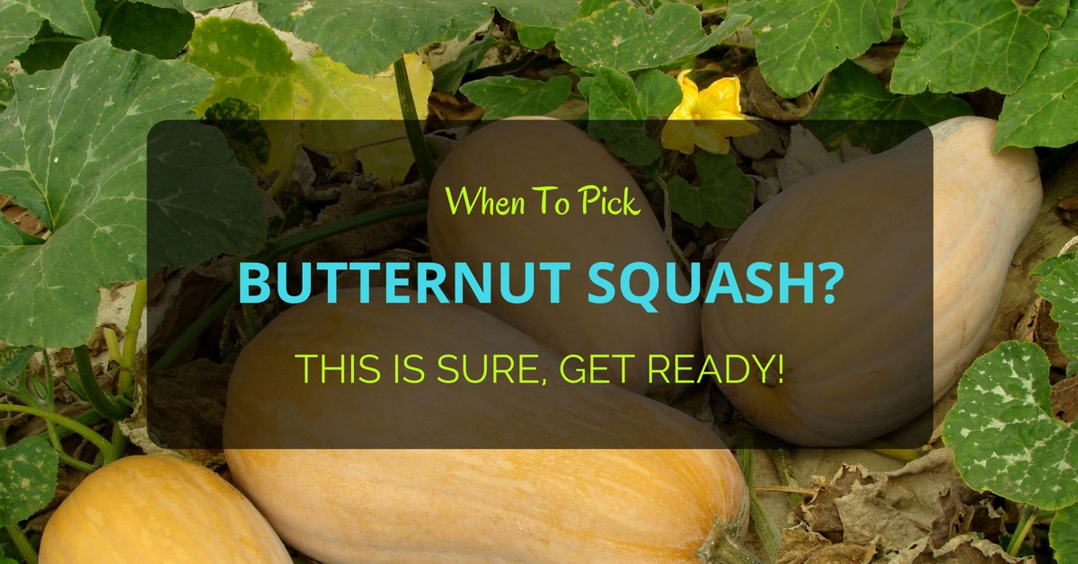When To Pick Butternut Squash? This Is Sure, Get Ready!
